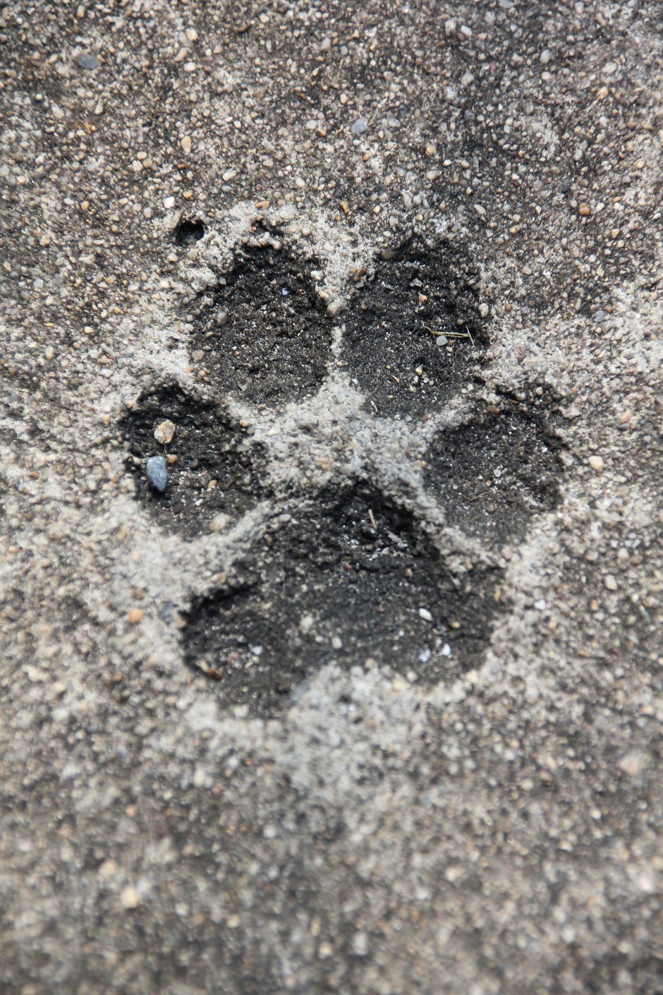 Dog's footprint